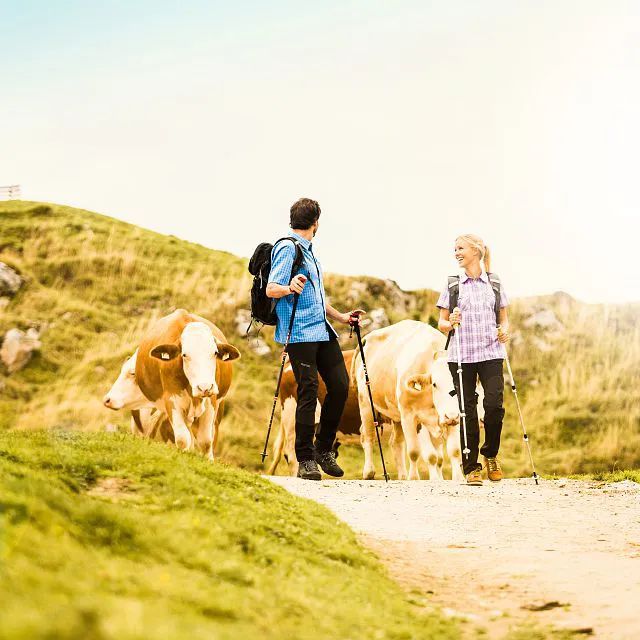 Almtiere beim Wandern