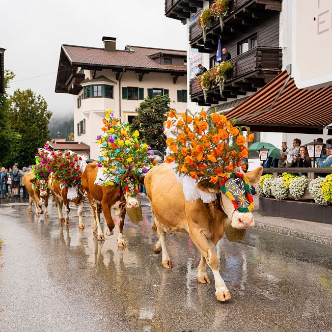 /media/gridteaser/almabtrieb-westendorf-c-tvb-kitzbueheler-alpen-brixental-fotografie-lichtmotiv-63.webp