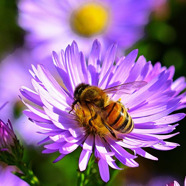 /media/gridteaser/biene-auf-blume-region-st.-johann-in-tirol-3.webp