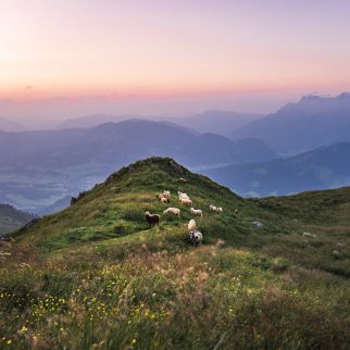 /media/gridteaser/pillerseetal-fieberbrunn-henne-bei-abenddaemmerung.webp