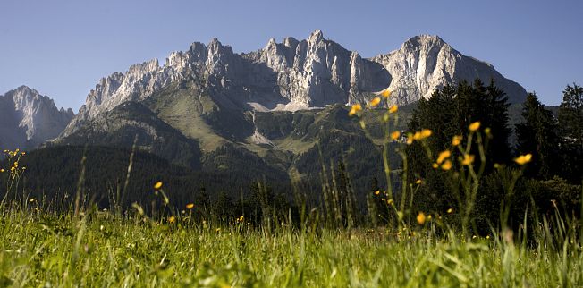 /media/gridteaser/wilder-kaiser-blumenwiese-region-st.-johann-in-tirol.webp