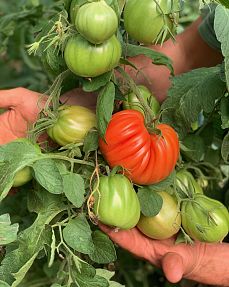 Hüttschader Bio Gemüse - Tomatoes - KochArt