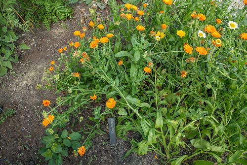 Glückskräutergarten