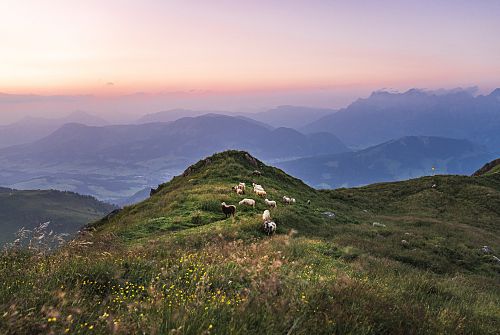 PillerseeTal - Fieberbrunn - Henne bei Abenddämmerung